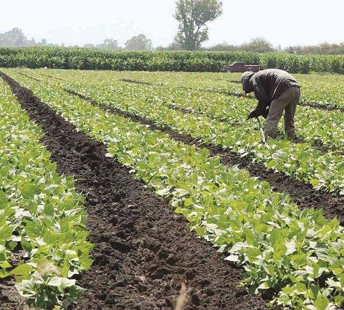 Conflicto en Irán impulsa alza en fertilizantes y presiona al Programa Fertilizantes para el Bienestar