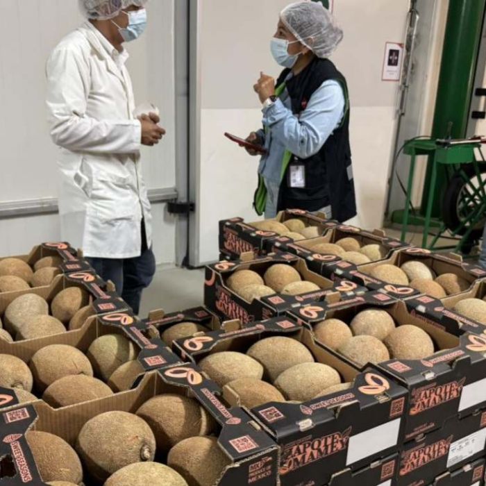 Productores de Yucatán amplían exportación de mamey a Europa y Medio Oriente