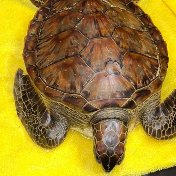 Semarnat atiende a tortuga verde contaminada con hidrocarburos en playa de Alvarado, Veracruz