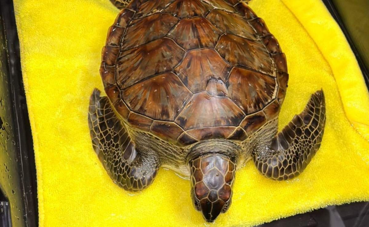 semarnat-atiende-a-tortuga-verde-contaminada-con-hidrocarburos-en-playa-de-alvarado-veracruz