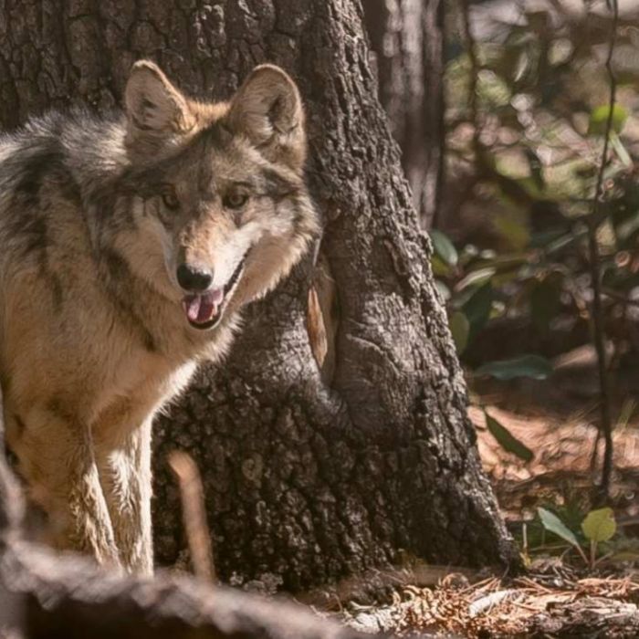Semarnat avanza en la reintroducción del lobo mexicano en la Sierra Madre Occidental de Durango