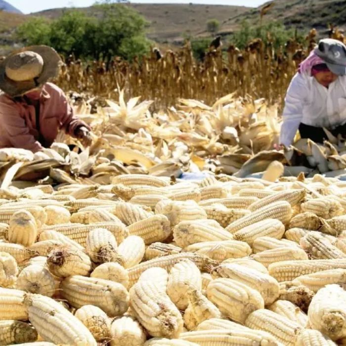 Agricultura dispersa $1,897,173,896 a 31,767 productores de maíz en ocho estados
