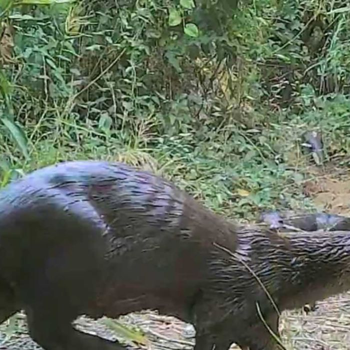 CONANP documenta la presencia de la nutria Lontra annectens en el Parque Nacional Ricardo Flores Magón
