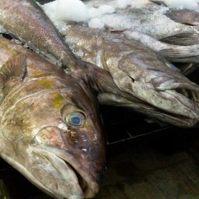 Conapesca anuncia vedas y periodos de aprovechamiento en 15 estados; restringe captura de bagre, callo de hacha y ostión