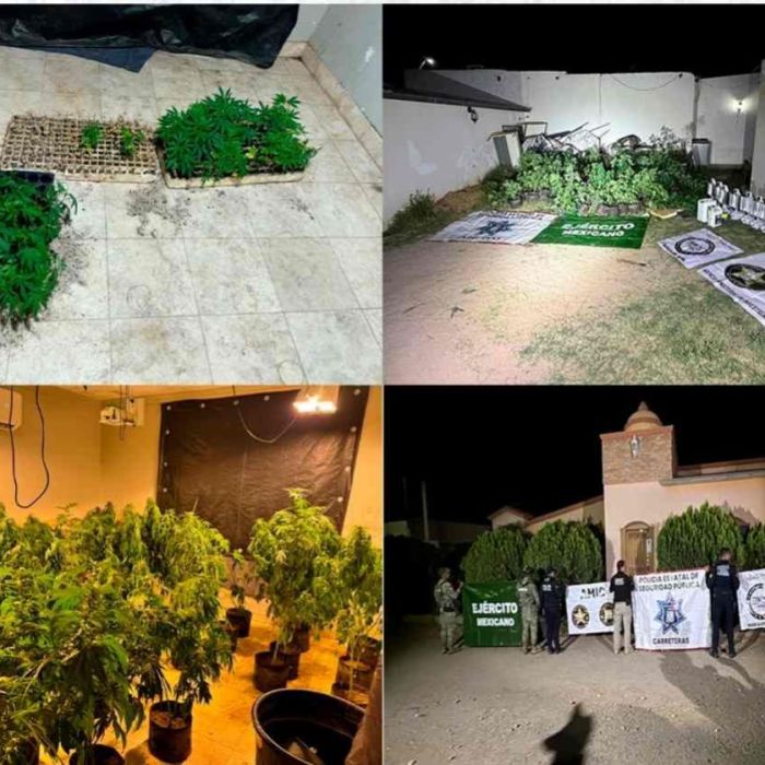 Fiscalía de Sonora asegura 221 plantas de marihuana en invernadero de Magdalena de Kino