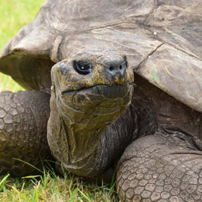 Jonathan, la tortuga gigante de St. Helena, está viva tras un bulo en redes