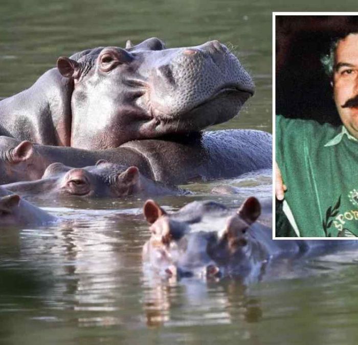 Magnate indio ofrece acoger 80 hipopótamos de Pablo Escobar que Colombia planea sacrificar