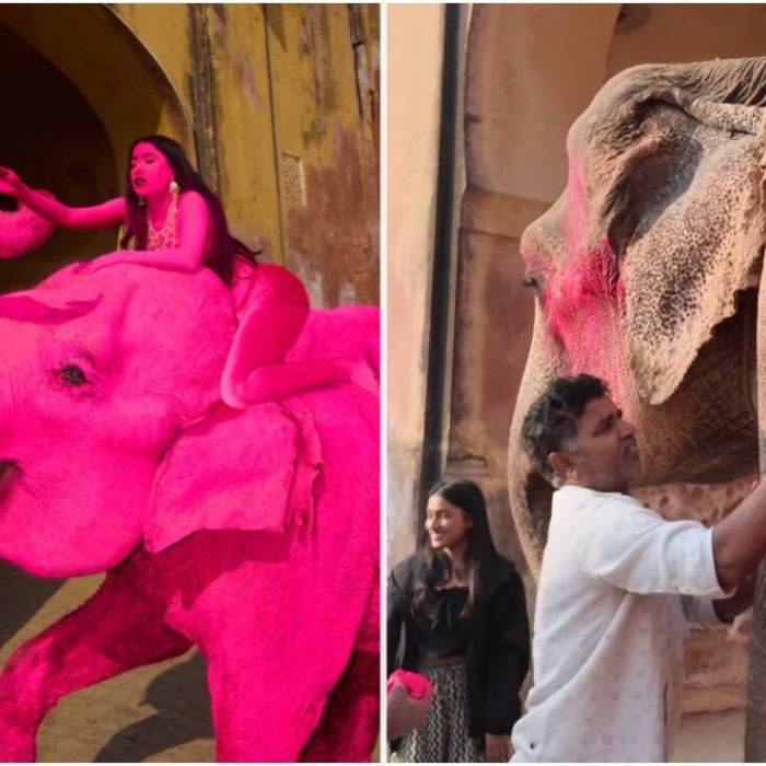 Muere Chanchal, elefante pintado de rosa en una sesión fotográfica en Jaipur