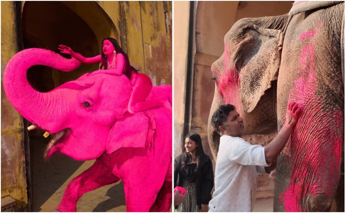 muere-chanchal-elefante-pintado-de-rosa-en-una-sesion-fotografica-en-jaipur