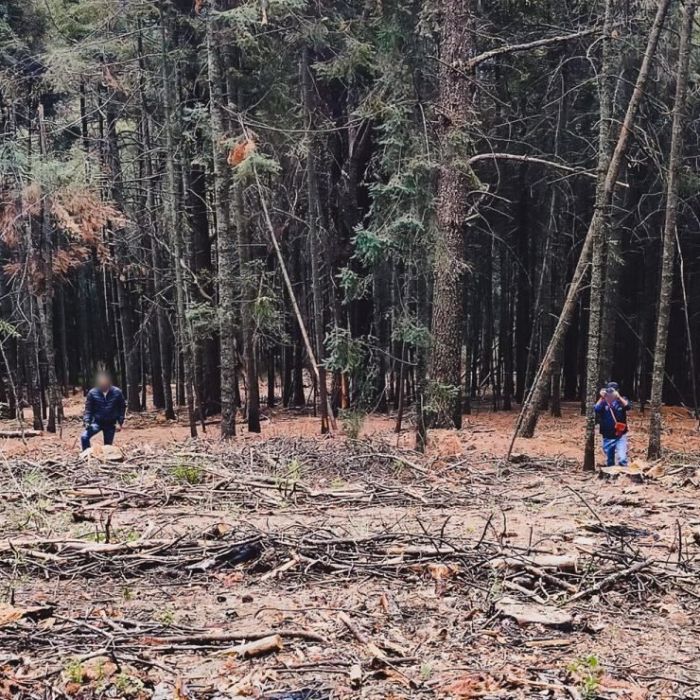 Profepa asegura 21.707 m³ de madera y detecta tocones en predio de Calpulalpan, Tlaxcala