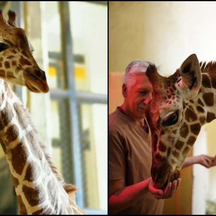 Sedema abre convocatoria para nombrar a la jirafa nacida en el Zoológico de San Juan de Aragón