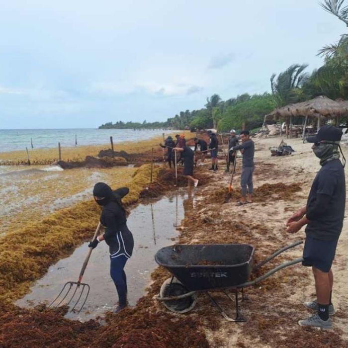 Semar reporta recolección de 16,797.40 toneladas de sargazo y mantiene despliegue operativo en Quintana Roo