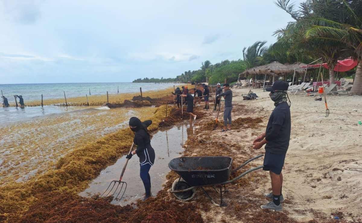 semar-reporta-recoleccion-de-16797-40-toneladas-de-sargazo-y-mantiene-despliegue-operativo-en-quintana-roo