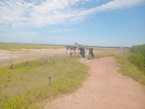 Crisis en la camaronicultura de Nayarit: granjas abandonadas y denuncias de contrabando