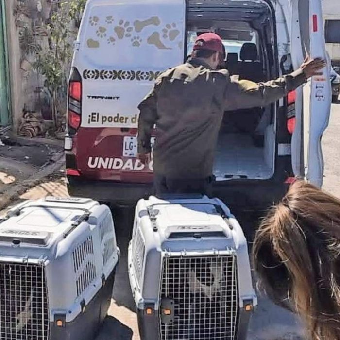 Dan atención a 195 animales de compañía en un mes en el Estado de México