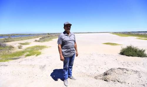 Granja de camarón en Eldorado, Sinaloa, detiene producción ante desplome de precios y brotes sanitarios