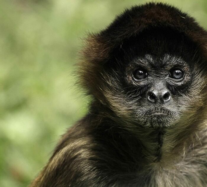Profepa activa protocolo para proteger a monos mexicanos ante olas de calor