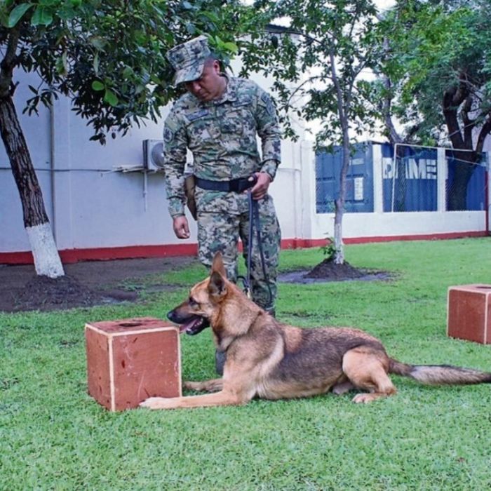 Binomios caninos de la Primera Región Naval aseguran cerca de una tonelada de drogas