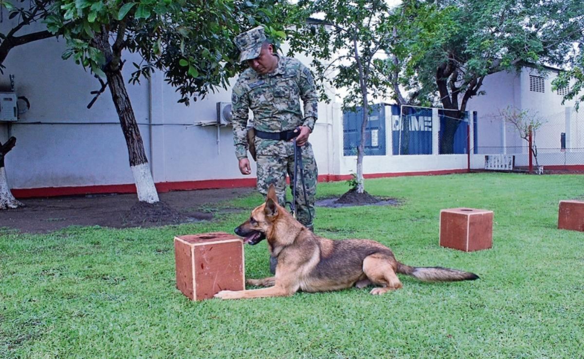 binomios-caninos-de-la-primera-region-naval-aseguran-cerca-de-una-tonelada-de-drogas