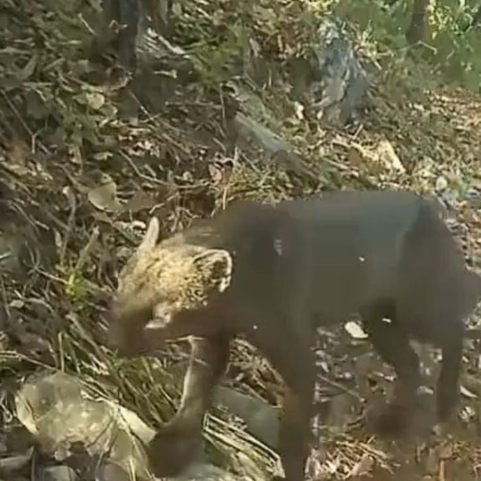 Captan a un yaguarundí en el Parque Nacional Los Mármoles; video fue registrado con cámaras trampa