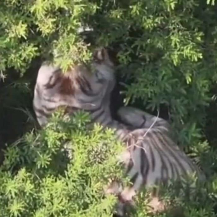 Escapa tigre de Bengala en Tepetlaoxtoc; operativo continúa tras localizarlo en zona de difícil acceso