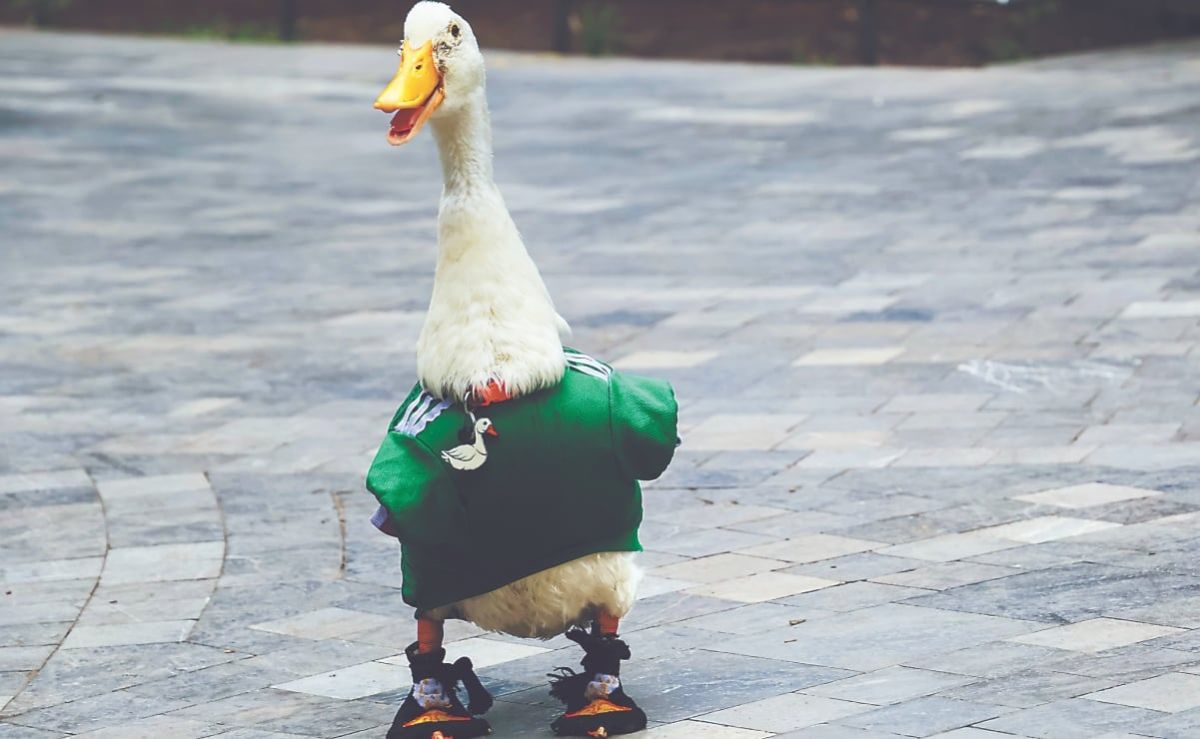 impi-reconoce-como-marca-registrada-al-pato-merlin