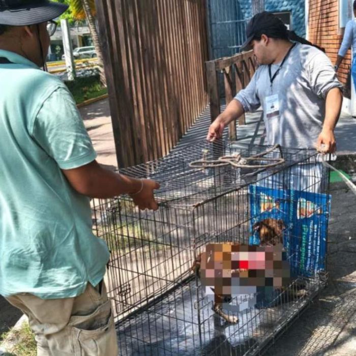 Buscan a perrita “Hiena” tras presunta agresión con líquido hirviendo en Lomas del Vergel, Veracruz