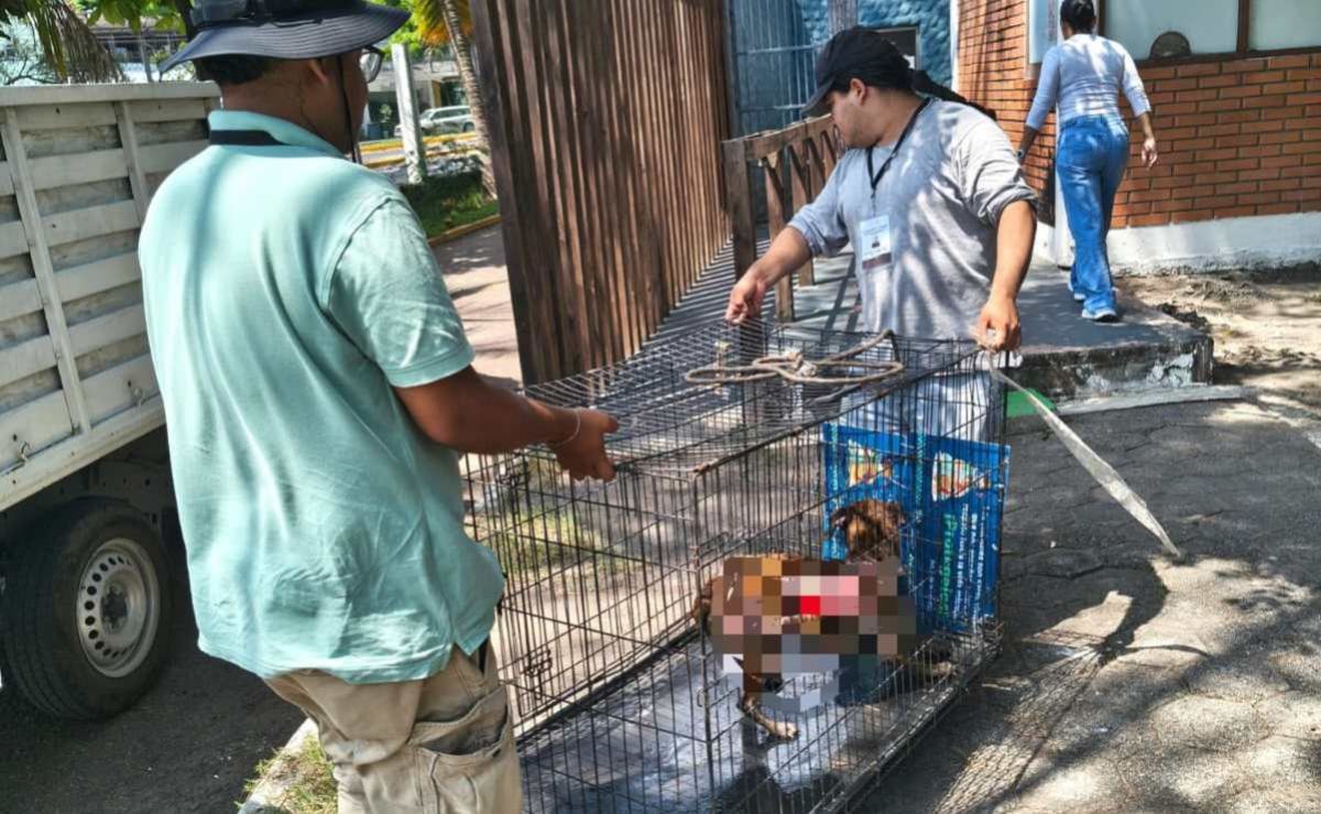 buscan-a-perrita-hiena-tras-presunta-agresion-con-liquido-hirviendo-en-lomas-del-vergel-veracruz