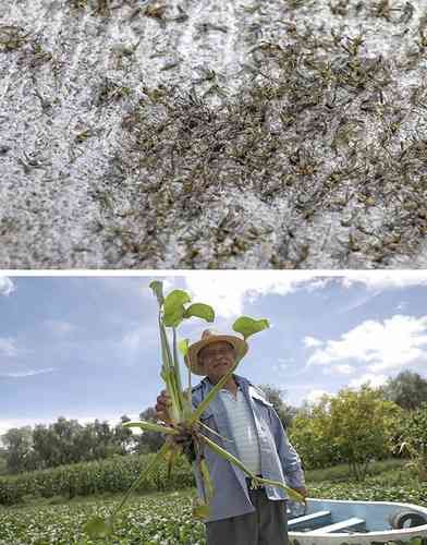 Conagua activa plan maestro para sanear la presa Endhó; inician retiro de lirio y fumigaciones