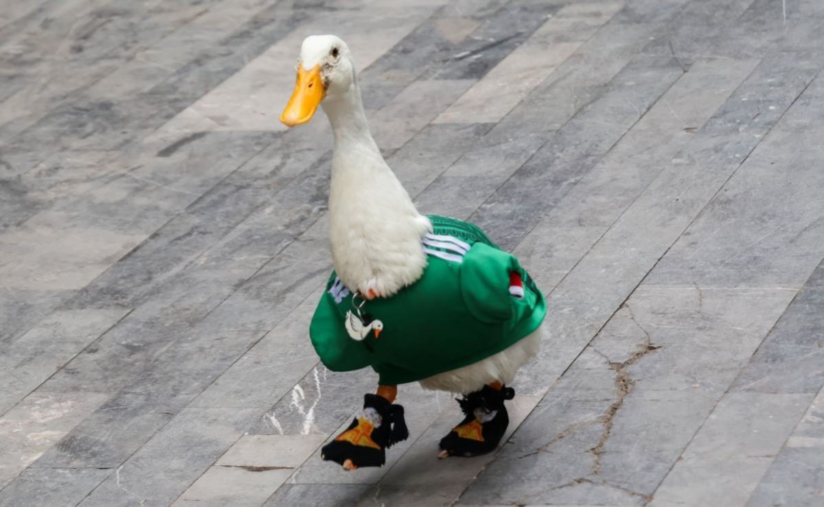 diputada-de-mc-pide-frenar-la-compra-masiva-de-patos-tras-viralizacion-de-merlin