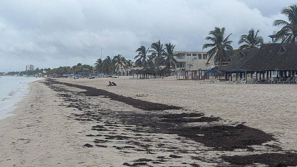 El cinturón de sargazo del Atlántico alcanza niveles récord en junio de 2026