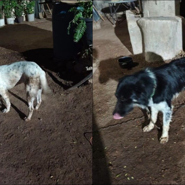 En Ahome, Sinaloa: hombre dispara a tres perros en El Carrizo; uno muere