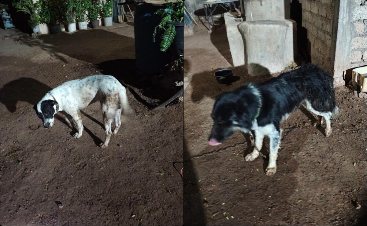 en-ahome-sinaloa-hombre-dispara-a-tres-perros-en-el-carrizo-uno-muere