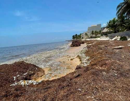 Encuentran peces muertos en Punta Caracol, Puerto Morelos; investigan posible relación con el sargazo