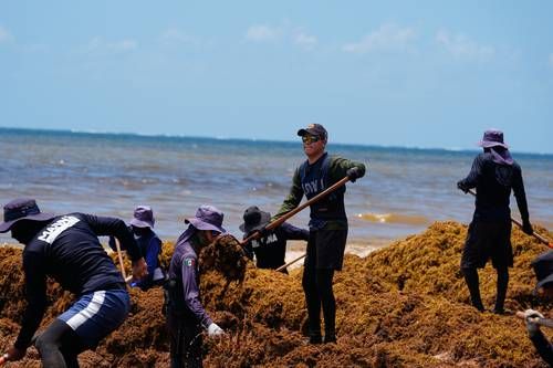 Federación destinará 2 mil millones de pesos para combatir el sargazo en Quintana Roo