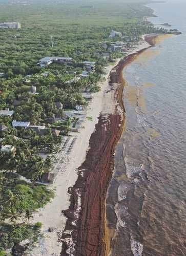 Hoteleros de Tulum analizan operar solo fuera de la temporada de sargazo