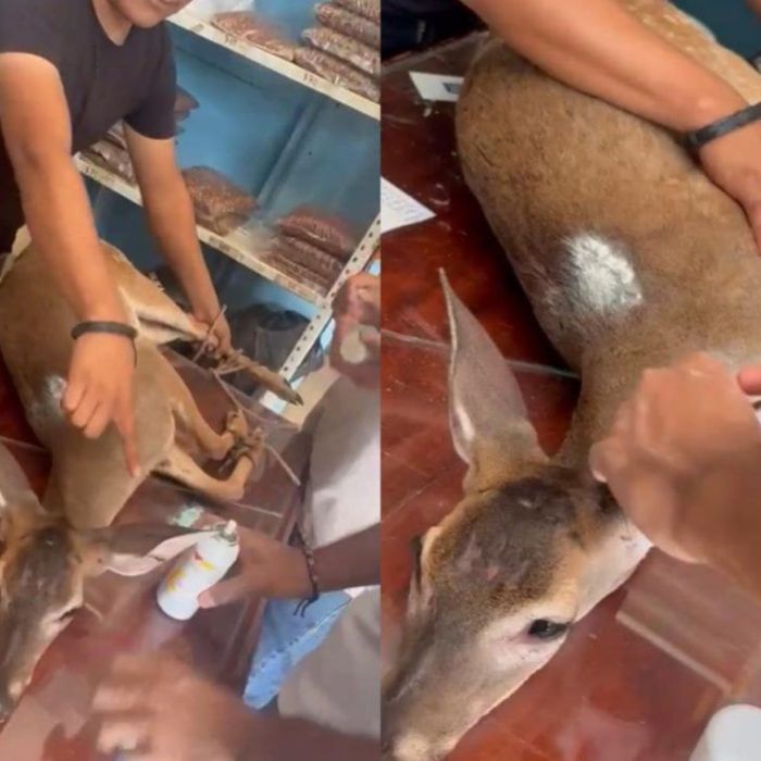 Huejutla: venado cola blanca con heridas es rescatado y puesto bajo observación en el ITH