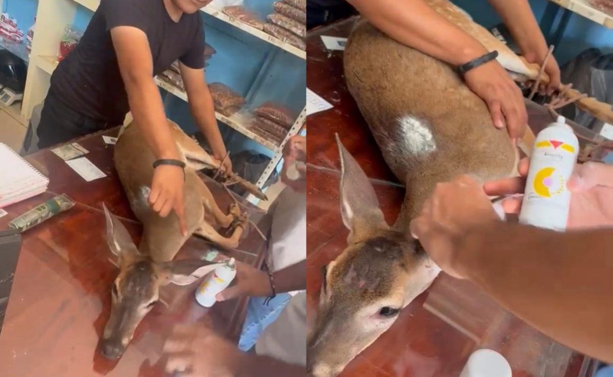 huejutla-venado-cola-blanca-con-heridas-es-rescatado-y-puesto-bajo-observacion-en-el-ith