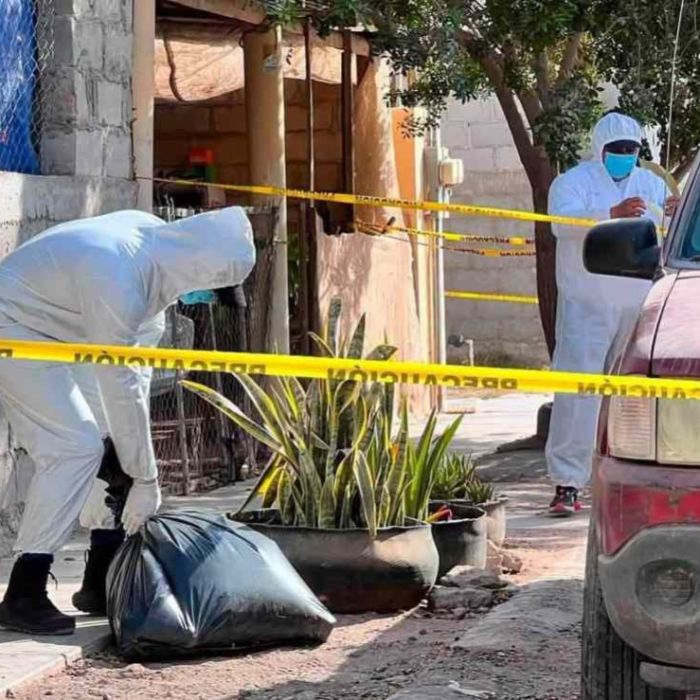 Investigan envenenamiento de 13 perros en Comondú; dos mujeres intoxicadas