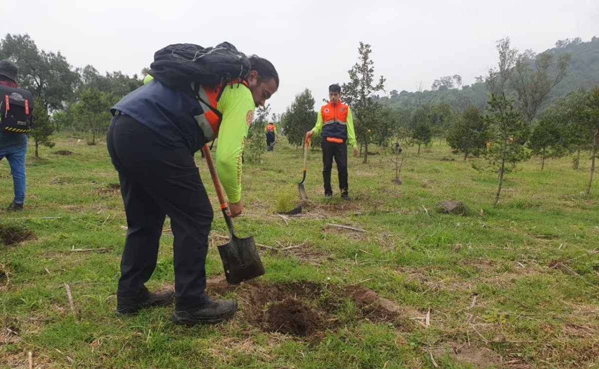 iztapalapa-anuncia-plantacion-de-20000-arboles-para-recuperar-50-hectareas-del-cerro-de-la-estrella