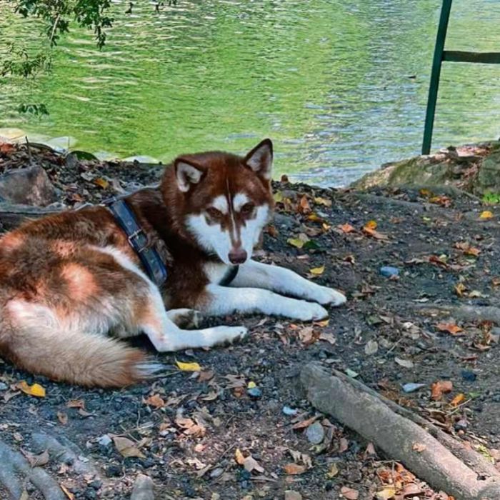Juez ordena pensión alimenticia para Lucas, un husky en Tabasco