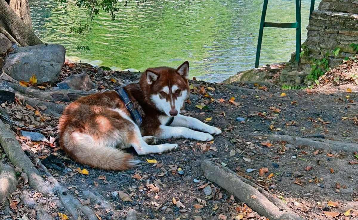 juez-ordena-pension-alimenticia-para-lucas-un-husky-en-tabasco