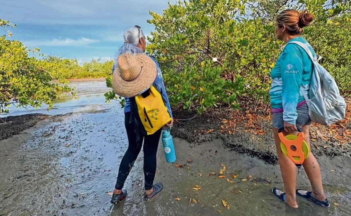 las-guardianas-del-conchalito-como-12-mujeres-restauran-el-manglar-de-la-paz