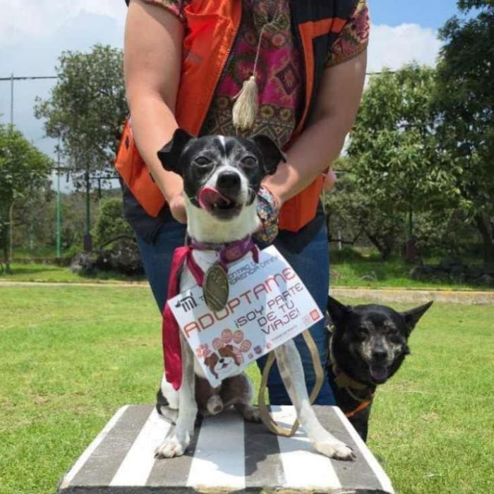 Metro CDMX invita a adoptar a los perros rescatados del Centro de Transferencia Canina