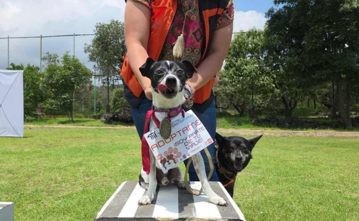 metro-cdmx-invita-a-adoptar-a-los-perros-rescatados-del-centro-de-transferencia-canina