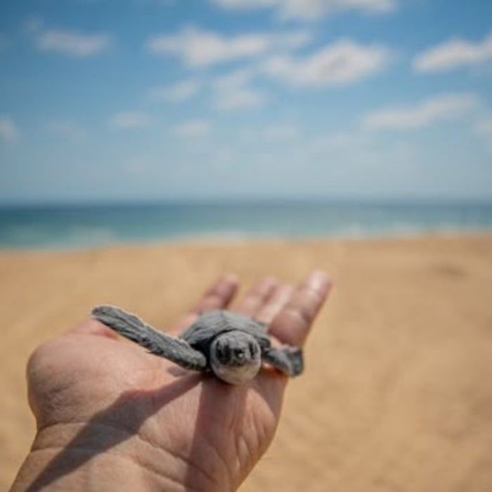 Michoacán listo para el verano; Bedolla invita a visitar playas y Pueblos Mágicos