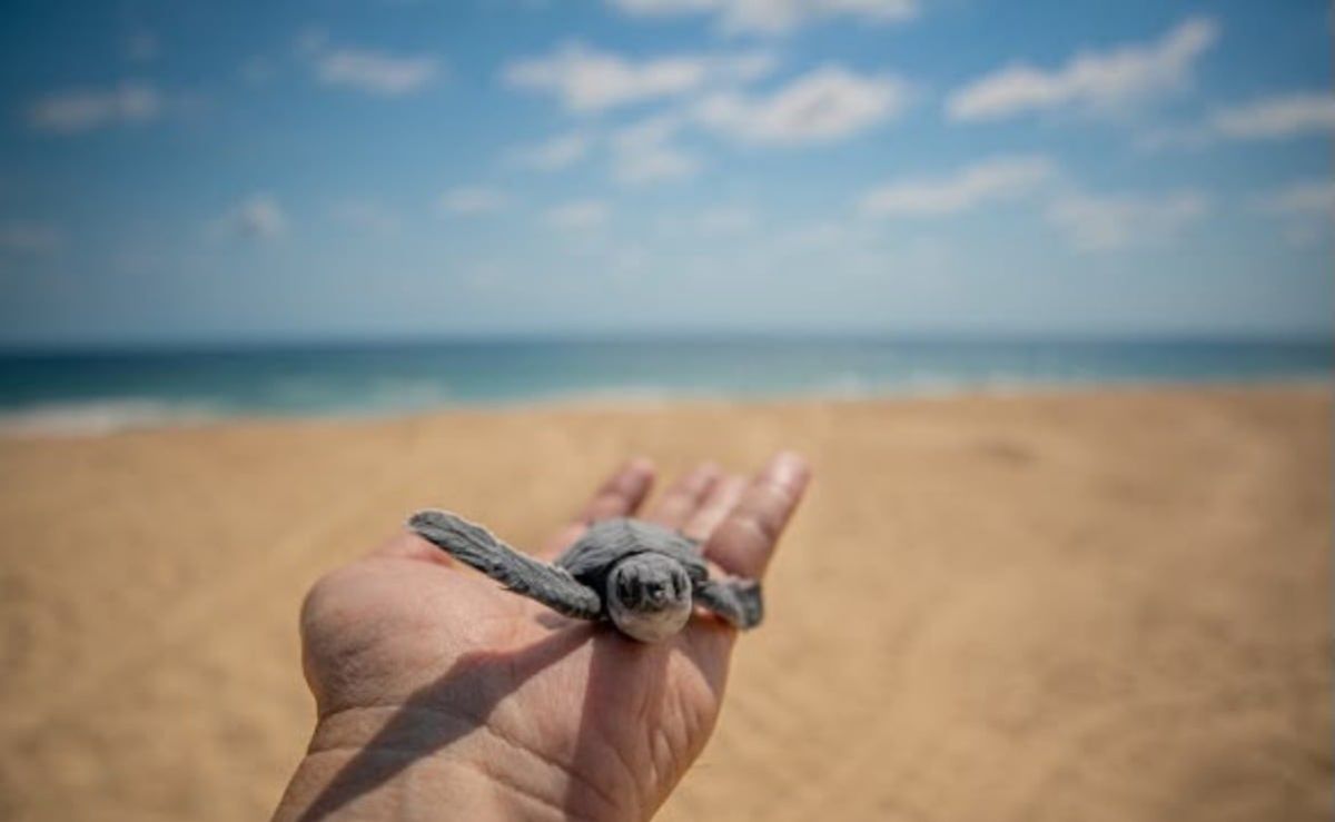 michoacan-listo-para-el-verano-bedolla-invita-a-visitar-playas-y-pueblos-magicos