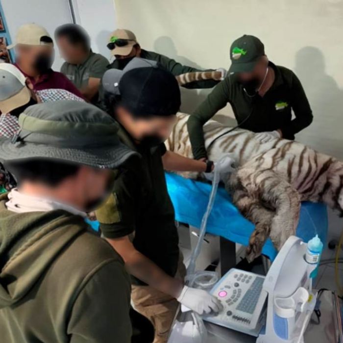 Muere Kenzo, el tigre de bengala que escapó de Animal Experience en Tepetlaoxtoc