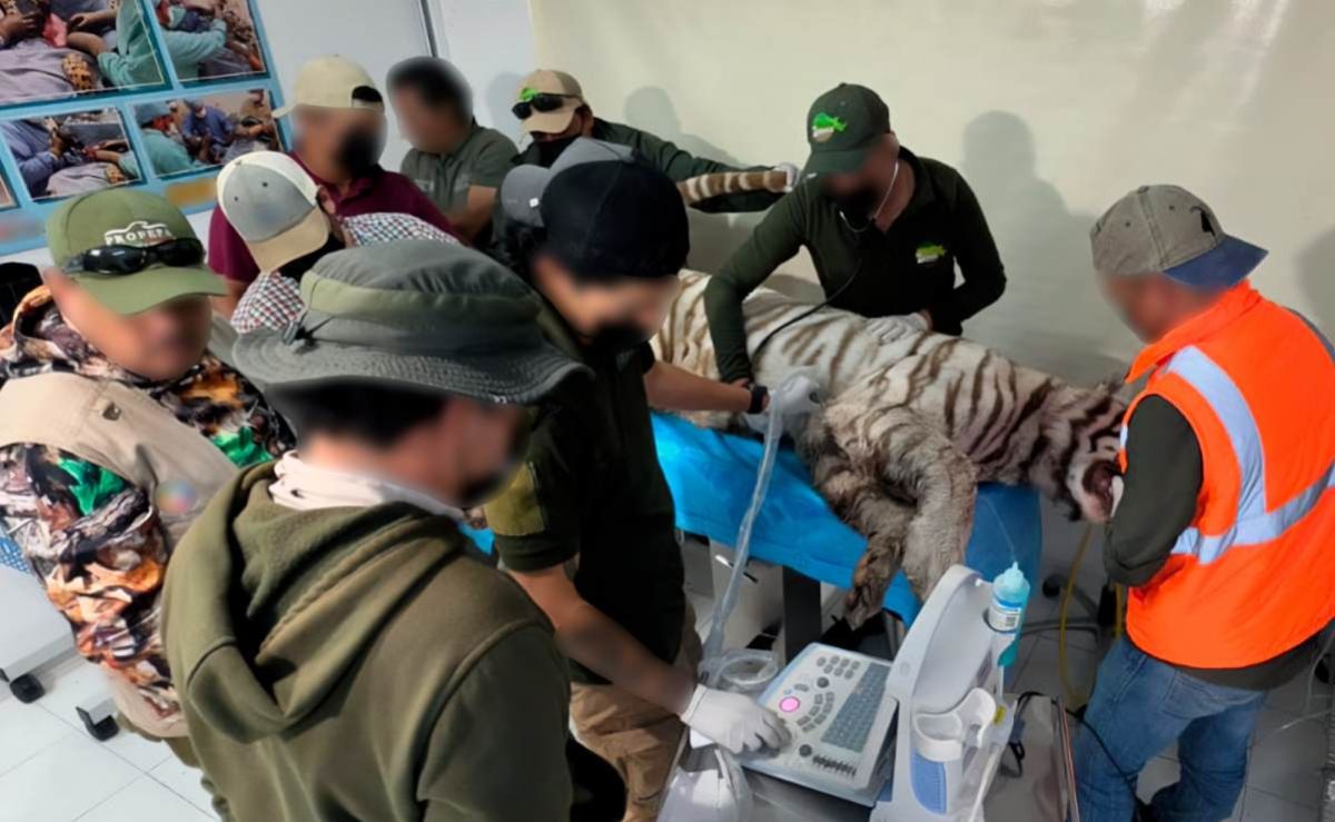 muere-kenzo-el-tigre-de-bengala-que-escapo-de-animal-experience-en-tepetlaoxtoc