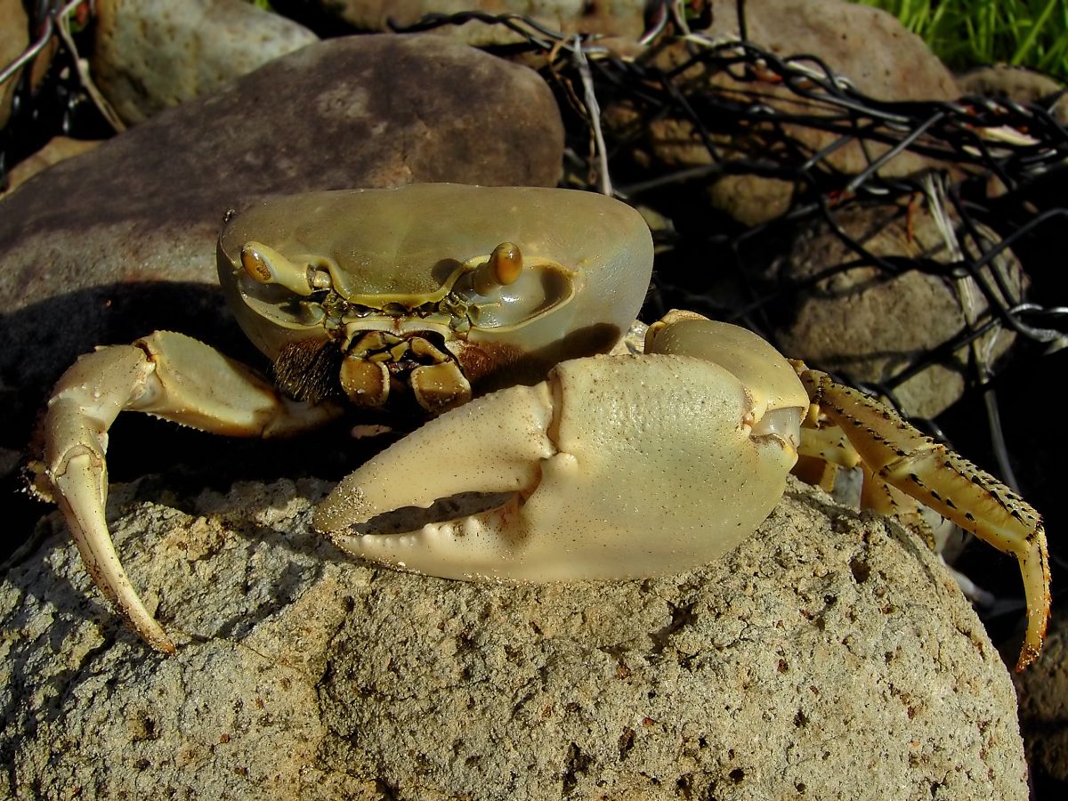 Pescadores denuncian captura de cangrejo azul durante la veda en Coatzacoalcos